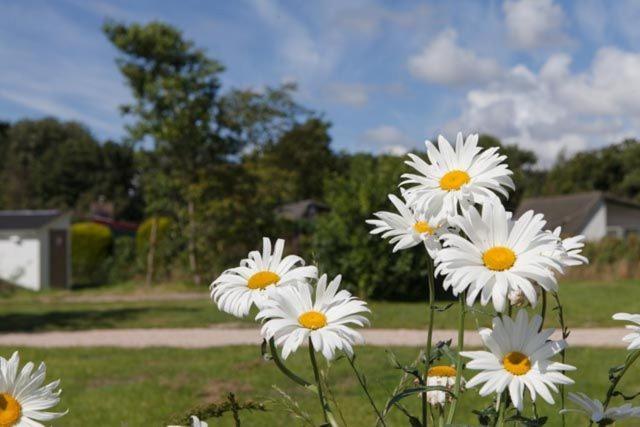 Safaritent Glamping Tent Nabij Sint Maartenszee Hotel Sint Maartensvlotbrug Luaran gambar